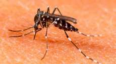 Brasil tem 340 munic&iacute;pios em situa&ccedil;&atilde;o de risco para dengue e chikungunya