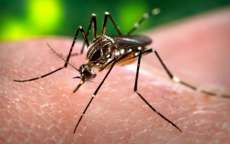Saiba o que &eacute; boato e o que &eacute; verdade sobre o Zika V&iacute;rus