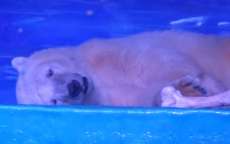 Shopping mant&eacute;m urso polar preso para clientes tirarem fotos na China