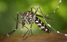 Brasil mant&eacute;m emerg&ecirc;ncia nacional em sa&uacute;de p&uacute;blica por causa da zika
