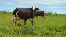 Cand&oacute;i - Secretaria da Agricultura refor&ccedil;a campanha de vacina&ccedil;&atilde;o contra a brucelose