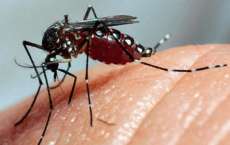 Duas a cada cinco cidades j&aacute; t&ecirc;m casos de chikungunya