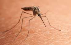 Fiocruz estuda se zika v&iacute;rus pode ser transmitido por pernilongo