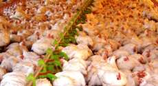 Paran&aacute; bate mais um recorde de exporta&ccedil;&atilde;o de frango