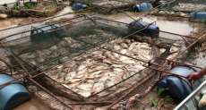 Represa transborda, e mais de 150 toneladas de peixes morrem, no Paran&aacute;