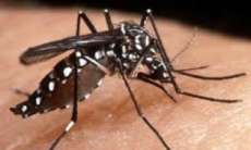 Paran&aacute; - 15 munic&iacute;pios saem da situa&ccedil;&atilde;o de epidemia da dengue