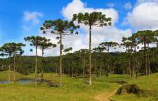 Paran&aacute; ter&aacute; pol&iacute;tica para florestas plantadas