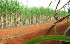 Produ&ccedil;&atilde;o brasileira de cana-de-a&ccedil;ucar pode chegar a 646 milh&otilde;es de toneladas