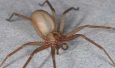 Paran&aacute; &eacute; o campe&atilde;o nacional em acidentes com aranha marrom