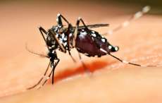 Aedes aegypti j&aacute; se tornou mosquito dom&eacute;stico, alerta epidemiologista