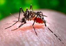 Brasil tem primeiros casos de chikungunya transmitidos dentro do pa&iacute;s