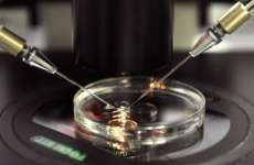 Novo estudo mostra possibilidade de fertiliza&ccedil;&atilde;o sem &oacute;vulos