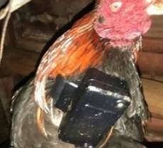 Detento coloca tornozeleira eletr&ocirc;nica em galo para escapar de vigil&acirc;ncia