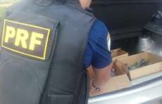 Homem &eacute; preso com 35 filhotes de aves silvestres no interior do Paran&aacute;