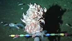 Recorde: cientistas filmam peixe a mais de 8 mil metros profundidade. Veja o v&iacute;deo