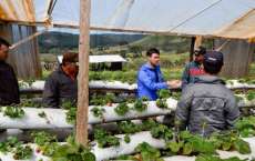 Pinh&atilde;o - Produtores rurais fazem visita t&eacute;cnica em produ&ccedil;&atilde;o de morangos