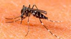 Espig&atilde;o Alto - Munic&iacute;pio realiza arrast&atilde;o contra a dengue