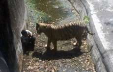 Estudante morre atacado por tigre ap&oacute;s entrar em jaula de zool&oacute;gico na &Iacute;ndia. Veja o v&iacute;deo