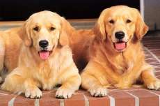 Conhe&ccedil;a as 10 melhores ra&ccedil;as de cachorro para a fam&iacute;lia