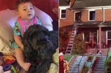 Cachorro morre ap&oacute;s proteger beb&ecirc; em inc&ecirc;ndio