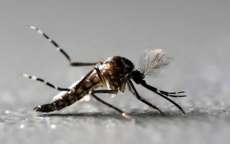 Paran&aacute; tem 75 cidades com risco de epidemia de dengue, diz secretaria