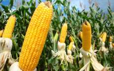 Nova Laranjeiras - Secretaria de Agricultura divulga abertura de inscri&ccedil;&atilde;o para o pacote agr&iacute;cola de ver&atilde;o