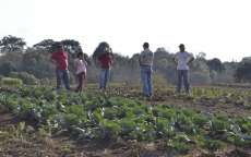 Pinh&atilde;o - Secretaria de Agricultura incentiva a agricultura familiar