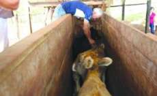 Paran&aacute; - Campanha visa &agrave; imuniza&ccedil;&atilde;o de mais de um milh&atilde;o de animais no Oeste