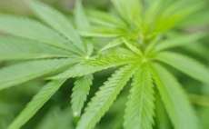 Anvisa aprova registro do primeiro medicamento &agrave; base de maconha no Brasil