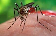 Primeiro caso de chikungunya em Foz do Igua&ccedil;u deixa moradores em alerta