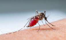 Por que algumas pessoas s&atilde;o mais picadas por mosquitos do que outras?