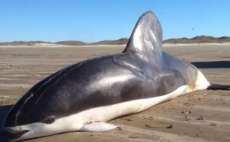Golfinho de esp&eacute;cie rara foi encontrado morto em praia no Rio Grande do Sul