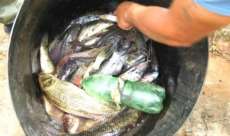 Cand&oacute;i - For&ccedil;a Verde det&eacute;m dois por pesca predat&oacute;ria