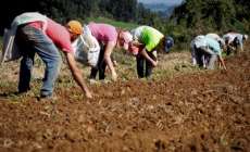 Fundo de Aval Rural vai garantir R$ 10 mi para agricultura familiar no Paran&aacute;