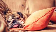 Saiba como escolher uma cama adequada para seu cachorro. Confira!