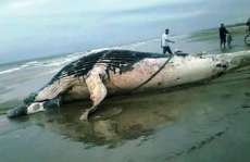 Baleia jubarte &eacute; encontrada morta no balne&aacute;rio Vila Nova, no litoral do Paran&aacute;
