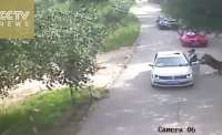 Na China, tigre mata uma mulher e fere outra, em zoológico. Veja o vídeo