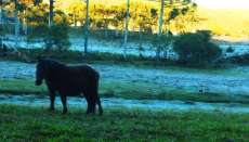 Inverno ser&aacute; seco, frio e com geadas no Paran&aacute;