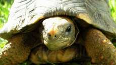 Tartaruga camarada socorre amiga em apuros diante de plateia em zool&oacute;gico; Veja o v&iacute;deo