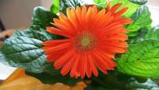 Estas 6 plantas podem melhorar a qualidade do ar da sua casa. Confira!