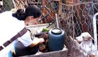 Quedas - Mutirão da dengue recolhe 26 caminhões de entulhos