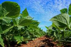 Com as chuvas, produtores aceleram plantio da safra de ver&atilde;o do Paran&aacute;