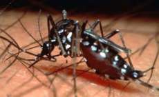 De acordo com a secretaria de estado de sa&uacute;de 94 munic&iacute;pios podem apresentar epidemia de dengue