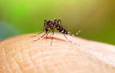 Durante gravidez, beb&ecirc; &eacute; infectado por chikungunya