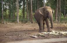 Tr&aacute;fico de animais selvagens &eacute; o quarto neg&oacute;cio ilegal mais lucrativo do mundo
