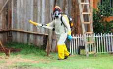 Nova Laranjeiras - &Iacute;ndice do mosquito da Dengue cai para 0,18