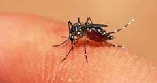 Tr&ecirc;s Barras - Cinco casos de dengue confirmado no munic&iacute;pio