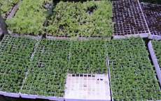 Laranjeiras - UFFS: Campus Laranjeirense testa biofertilizantes em alfaces