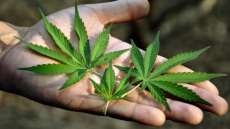 Maconha tem efeito afrodis&iacute;aco, aponta estudo