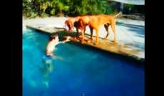Garoto finge se afogar na piscina e seu cachorro tem rea&ccedil;&atilde;o inesperada. Veja